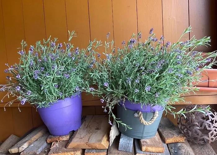 Yulia Domek alpejski *